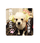トイプードルのポプリ（個別スタンプ：1）