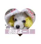 トイプードルのポプリ（個別スタンプ：2）