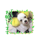 トイプードルのポプリ（個別スタンプ：5）