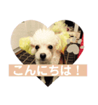 トイプードルのポプリ（個別スタンプ：6）