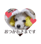 トイプードルのポプリ（個別スタンプ：9）