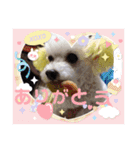 トイプードルのポプリ（個別スタンプ：11）