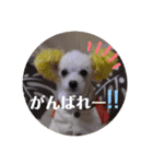 トイプードルのポプリ（個別スタンプ：14）