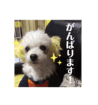 トイプードルのポプリ（個別スタンプ：15）