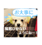 トイプードルのポプリ（個別スタンプ：17）