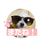 トイプードルのポプリ（個別スタンプ：19）