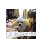 トイプードルのポプリ（個別スタンプ：20）