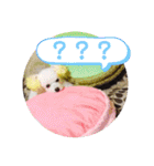 トイプードルのポプリ（個別スタンプ：21）