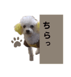トイプードルのポプリ（個別スタンプ：22）