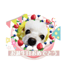 トイプードルのポプリ（個別スタンプ：26）