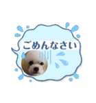トイプードルのポプリ（個別スタンプ：27）