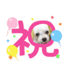 トイプードルのポプリ（個別スタンプ：31）