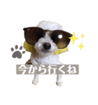 トイプードルのポプリ（個別スタンプ：32）