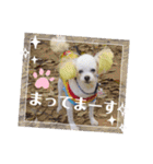 トイプードルのポプリ（個別スタンプ：33）