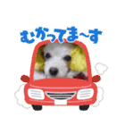 トイプードルのポプリ（個別スタンプ：34）