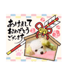 トイプードルのポプリ（個別スタンプ：36）