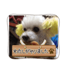 トイプードルのポプリ（個別スタンプ：38）