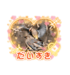 悠芽の鳥日記 レンジャク編（個別スタンプ：3）