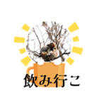 悠芽の鳥日記 レンジャク編（個別スタンプ：5）