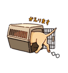 ラブラドールな日常（個別スタンプ：8）