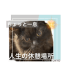 黒猫 ルナ院長50にゃんめ（個別スタンプ：8）