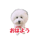 ビションフリーゼのチップちゃん（個別スタンプ：1）