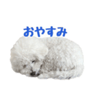 ビションフリーゼのチップちゃん（個別スタンプ：3）