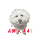 ビションフリーゼのチップちゃん（個別スタンプ：4）