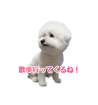ビションフリーゼのチップちゃん（個別スタンプ：10）