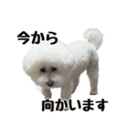 ビションフリーゼのチップちゃん（個別スタンプ：11）