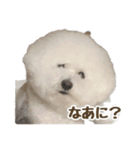 ビションフリーゼのチップちゃん（個別スタンプ：13）