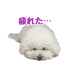 ビションフリーゼのチップちゃん（個別スタンプ：17）