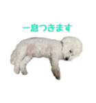 ビションフリーゼのチップちゃん（個別スタンプ：19）