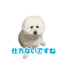 ビションフリーゼのチップちゃん（個別スタンプ：21）