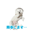 ビションフリーゼのチップちゃん（個別スタンプ：22）