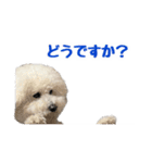 ビションフリーゼのチップちゃん（個別スタンプ：23）