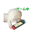 ビションフリーゼのチップちゃん（個別スタンプ：25）
