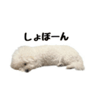 ビションフリーゼのチップちゃん（個別スタンプ：30）