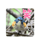 瑠璃くんと一緒（個別スタンプ：3）