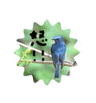 瑠璃くんと一緒（個別スタンプ：9）