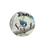 瑠璃くんと一緒（個別スタンプ：12）