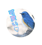 瑠璃くんと一緒（個別スタンプ：16）