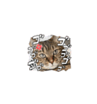 ウチのネコ 名はトラ。（個別スタンプ：3）