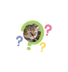 ウチのネコ 名はトラ。（個別スタンプ：11）