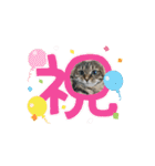 ウチのネコ 名はトラ。（個別スタンプ：13）