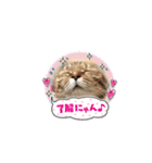 ウチのネコ 名はトラ。（個別スタンプ：22）