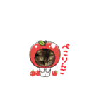 ウチのネコ 名はトラ。（個別スタンプ：24）