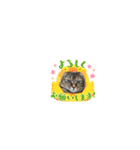 ウチのネコ 名はトラ。（個別スタンプ：29）