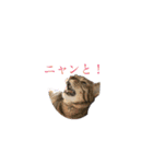 ウチのネコ 名はトラ。（個別スタンプ：33）