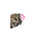 ウチのネコ 名はトラ。（個別スタンプ：37）